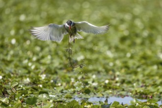 White-bearded Tern (Chlidonias hybrida), flying with nesting material, Danube Delta, Romania,