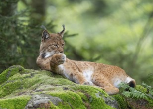 Eurasian lynx (Lynx lynx) lying on a moss-covered rock in the forest and looking attentively,