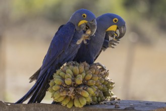 Hyacinth Macaw (Anodorhynchus hyacinthinus), 2 birds, on Urucuri (Attalea phalerata) palm fruit,