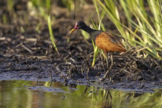 Red-fronted Jacana (Jacana jacana), on the bank, Pantanal, Brazil, South America