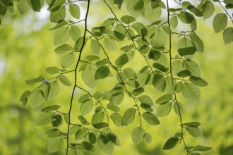 European beech (Fagus sylvatica), beech branch in spring, with fresh beech leaves, Oberhausen, Ruhr