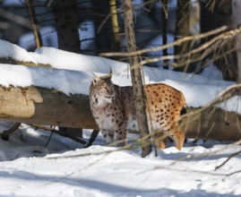 Lynx (Lynx lynx) stands in the forest in the snow and looks attentively, Germany, Europe