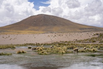 Rio Punilla, Los Nacimientos, Catamarca Province, Argentina, A desert landscape with animals