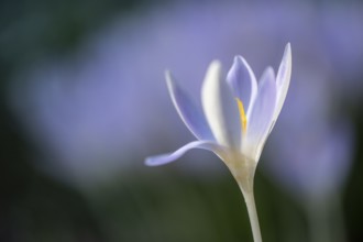 Elfin crocus (Crocus tommasianus), Emsland, Lower Saxony, Germany, Europe