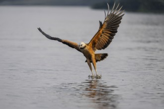 Fish hawk (Busarellus nigricollis), catching fish, Pantanal, Brazil, South America