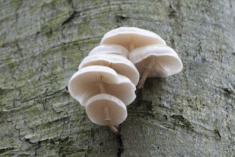 Ringed slime beetle (Oudemansiella mucida), fruiting body on the trunk of a copper beech (Fagus