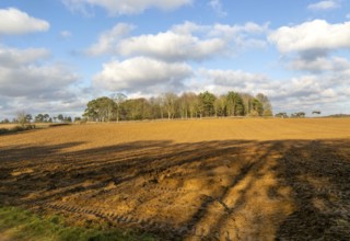 Sunny winter landscape cumulus clouds blue sky, copse of trees and ploughed field, Ramsholt,