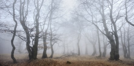 Mysterious forest in the fog, bizarrely overgrown bare beech trees, autumn, Ore Mountains, Czech