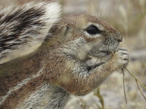 A ground squirrel gnawing on a branch surrounded by dry grass, African Ground Squirrel (Xerus),