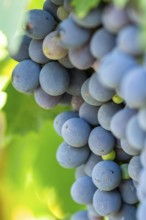 Red grapes growing in a vineyard in Chianti, Chianti Region, Tuscany, Italy, Europe