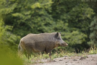 An adult female wild boar (Sus scrofa)stands in a sparsely overgrown meadow