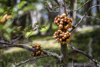 Cyttaria darwinii, Cyttaria growing in a tree branch, Pampa Alta hiking trail, Tierra del Fuego