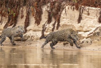 Jaguar (Panthera onca) on the hunt, Pantanal, Brazil, South America