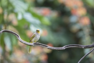 Striped-throated bulbul (Pycnonotus finlaysoni), Phetchaburi, Kaeng Krachan National Park,