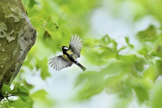 Great tit (Parus major), with food in its beak approaching the breeding den, Canton Zug,