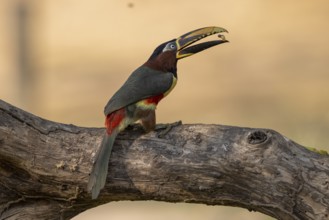 Brown-eared Aracari (Pteroglossus castanotis), throwing up food, Pantanal, Brazil, South America