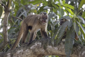 Crested capuchin monkey (Sapajus apella) or hooded capuchin, in a tree, Pantanal, Brazil, South