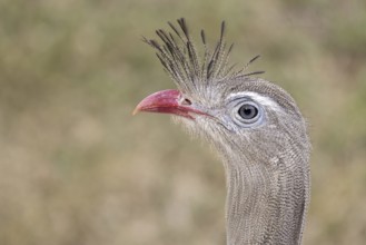 Red-footed seriema (Cariama cristata), portrait, grass savannah, Pantanal, Brazil, South America