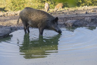 An adult female wild boar (Sus scrofa) drinks water from a small pond. In the background you can