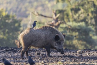 An adult female wild boar or wild pig (Sus scrofa) stands on a clearing searching for food. Western