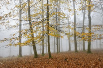 Beech forest, beech trees (fagus) with last yellow leaves in autumn, bare trees and fog,