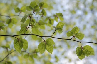 European beech (Fagus sylvatica), beech branch in spring, with fresh beech leaves, Oberhausen, Ruhr