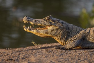 Spectacled caiman (Caiman yacare), lying on the bank, open mouth, portrait, Pantanal, Brazil, South