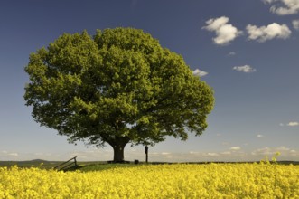 Peace oak, (Quercus) in front of rape field near Hombressen, Hesse, Germany, Europe