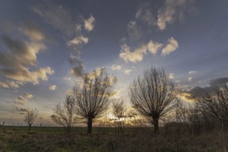 Three trees are outlined against a cloudy sky. The sky is a mixture of blue and white clouds. Bas