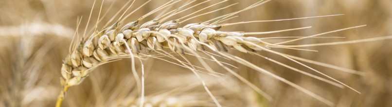 Grain field with ripe ears of wheat (triticum) in front of a blue sky, Riesa, Saxony, Germany,