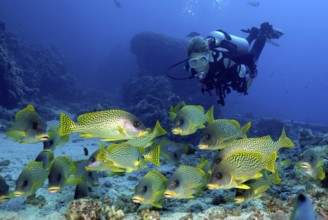 Small shoal of black spotted sweetlips (Plectorhinchus gaterinus) in front of diver in the