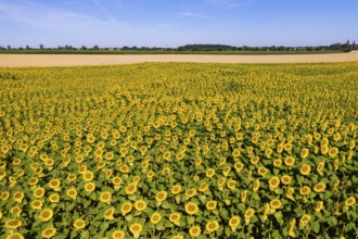 Aerial view of a sunflower field in bloom, sunflowers (Helianthus annuus), Hirschstein, Saxony,