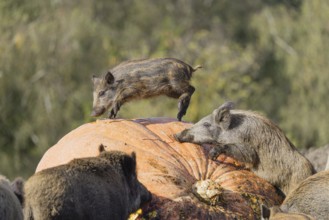 A herd of wild boar (Sus scrofa) stands in a clearing and eats a giant pumpkin