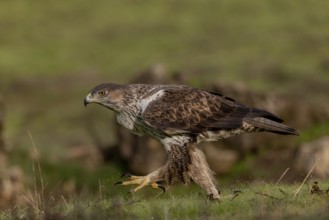 Bonelli's eagle (Aquila fasciata), running across meadow, Sierra Morena, Andalusia, Spain, Europe