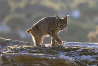 Lynx pardinus, male, running over stone, backlight, background far away, Sierra de Andujar,