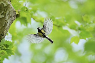 Great tit (Parus major), approaching the breeding den, Canton Zug, Switzerland, Europe