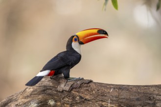 Giant toucan (Ramphastos toco), throws up food, Pantanal, Brazil, South America