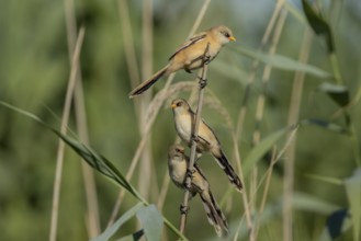 Bearded Tit (Panurus biarmicus), 2 females, 1 juvenile, on reed stalk, Danube Delta, Romania,