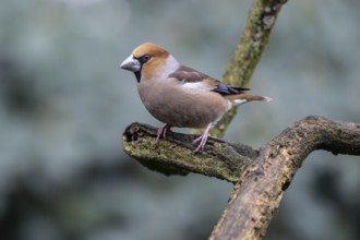 Hawfinch (Coccothraustes coccothraustes), Emsland, Lower Saxony, Germany, Europe