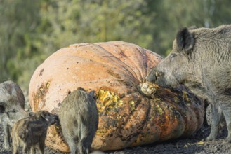 A herd of wild boar (Sus scrofa) stands in a clearing and eats a giant pumpkin