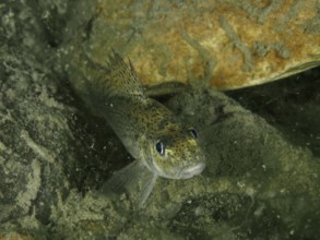 A ruffe (Gymnocephalus cernua) near stones in the water, dive site Zollbrücke, Rheinau, Canton