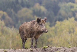 An adult female wild boar (Sus scrofa)stands observing on a small hill. A forest can be seen in the