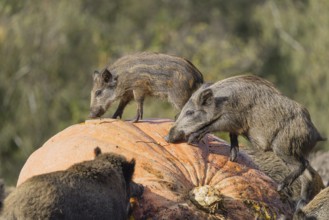 A herd of wild boar (Sus scrofa) stands in a clearing and eats a giant pumpkin