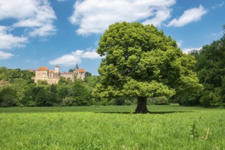 Landscape in the Saale valley near Naumburg in spring, in front a solitary lime tree in bloom,