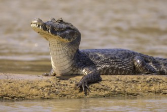 Spectacled caiman (Caiman yacare), lying on a sandbank by the river, portrait, Pantanal, Brazil,