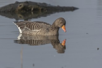 Greylag goose (Anser anser) swimming on a pond in a nature reserve. Lower Rhine, Alsace, France,