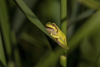 Tree frog (Hyla arborea), open mouth, reed stalk, Danube Delta, Romania, Europe