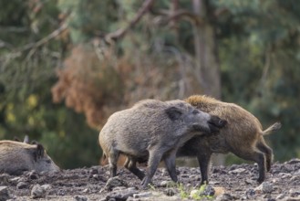 Two young wild boars (Sus scrofa) fight in a dry clearing. In the background you can see a forest