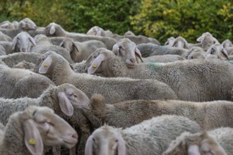 A herd of Merinoland sheep in the pasture, Thuisbrunn, Upper Franconia, Bavaria, Germany, Europe