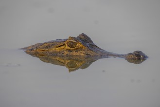 Spectacled caiman (Caiman yacare), swimming in a lake, head portrait, Pantanal, Brazil, South